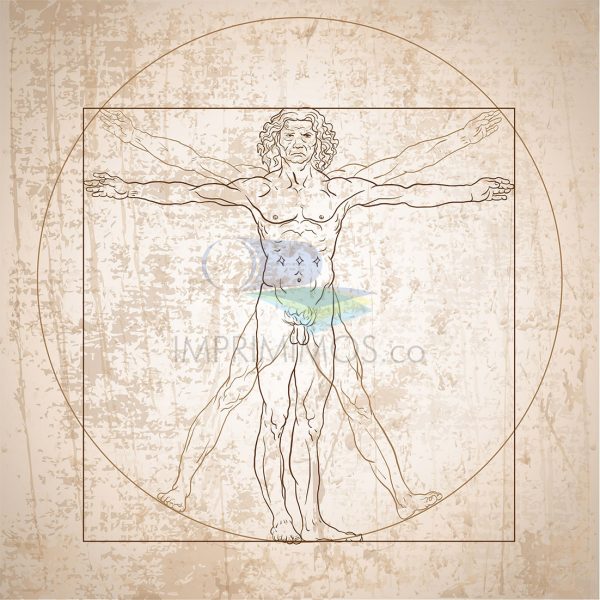 Leonardo Da Vinci  Vitruvian