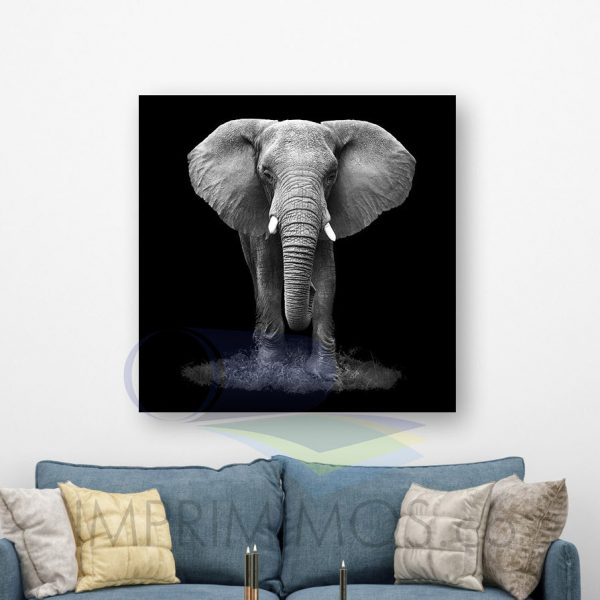 Elefante BYN - Imagen 2