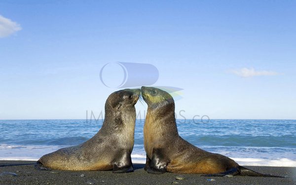 Focas frente al mar