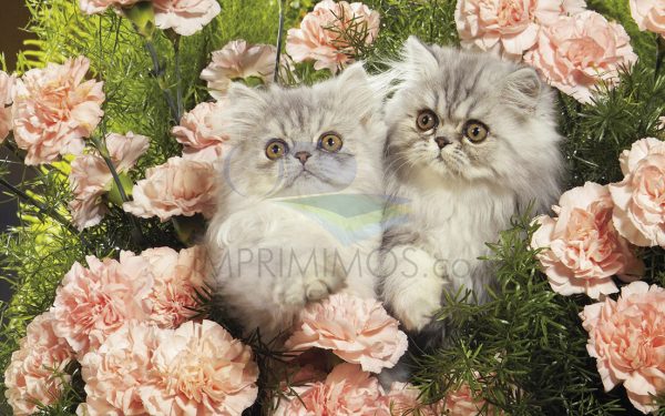 Gatitos flores