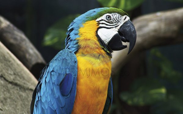 Guacamaya 001