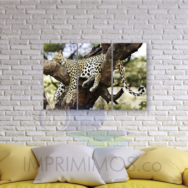 Leopardo 003 - Imagen 2