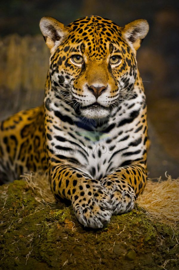 Leopardo 005