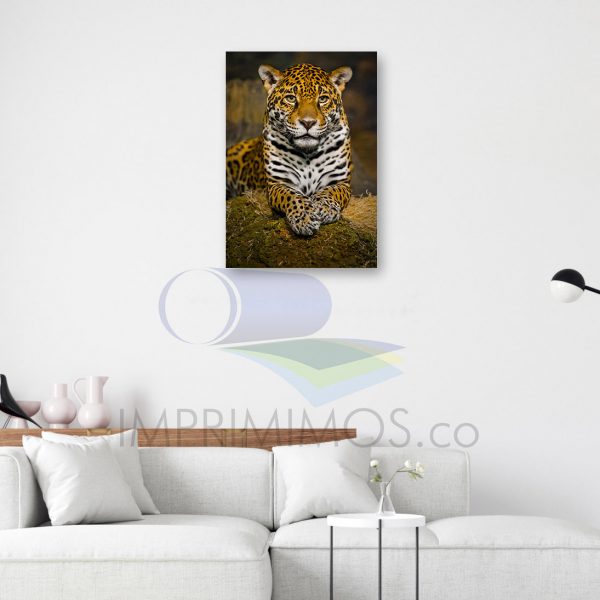 Leopardo 005 - Imagen 2