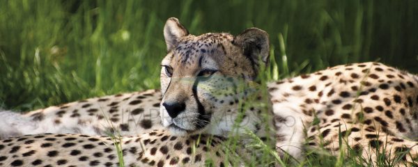 Leopardo 006