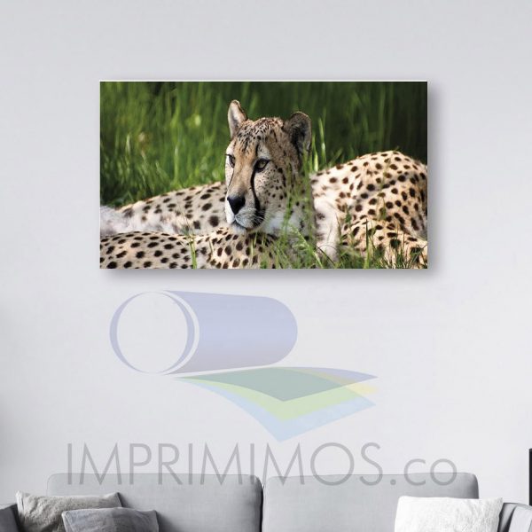 Leopardo 006 - Imagen 2