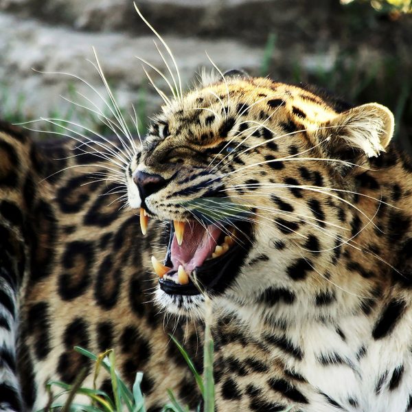 Leopardo gruñendo