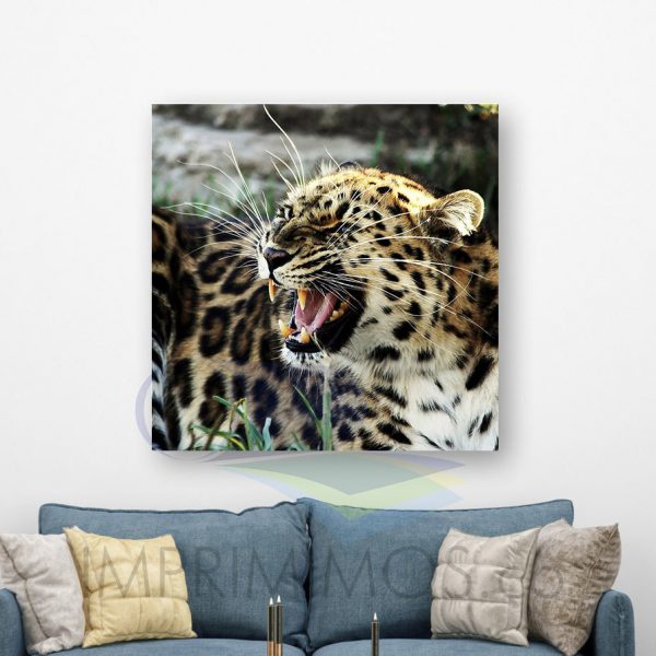 Leopardo gruñendo - Imagen 2