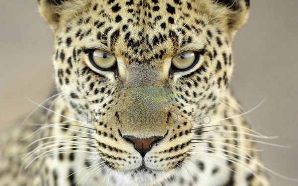 Leopardo mirada