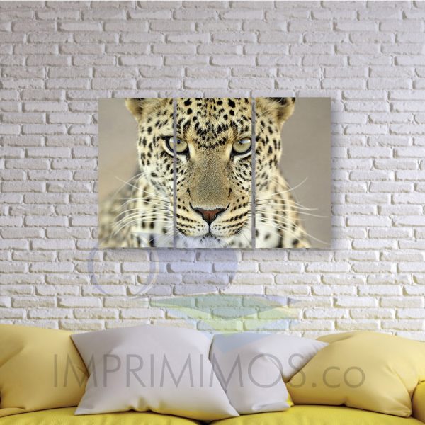 Leopardo mirada - Imagen 2