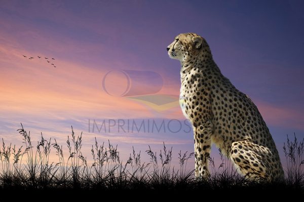 Leopardo mirando el horizonte