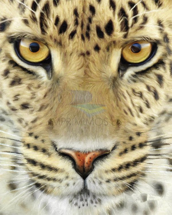 Leopardo rostro