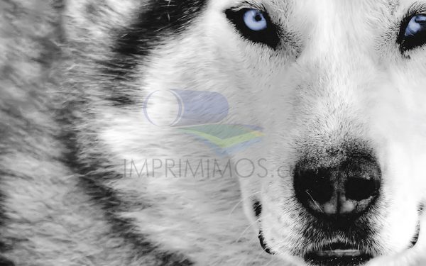 Lobo 004