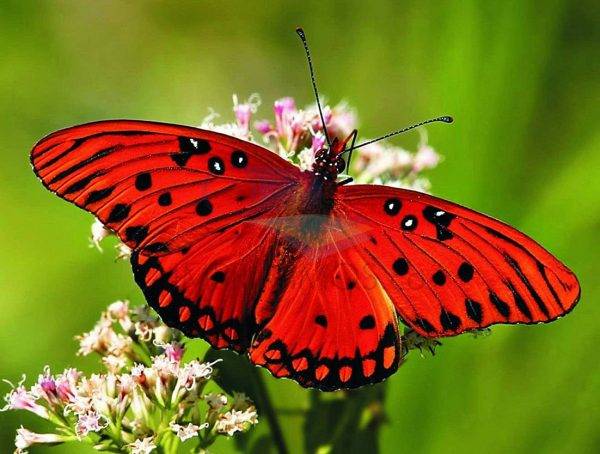 Mariposa roja