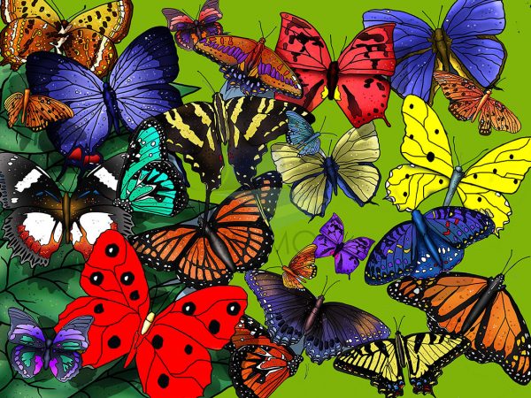 Mariposas colores 003