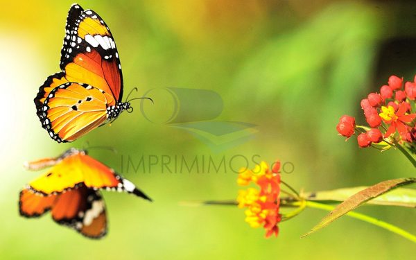 Mariposas flores 002