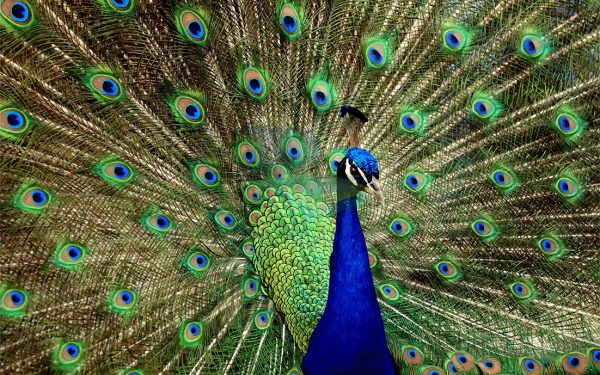 Pavo real 004