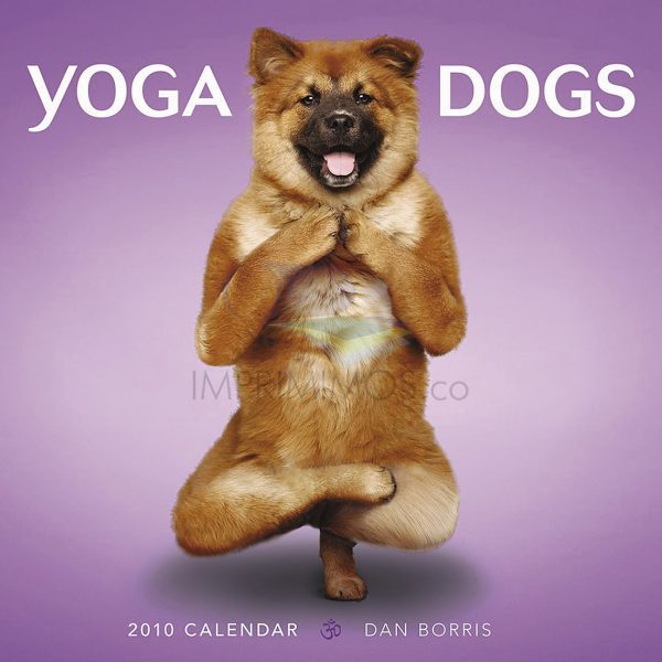 Perro yoga 001