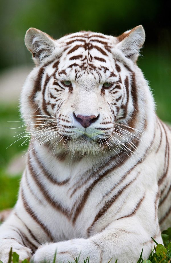 Tigre blanco 002