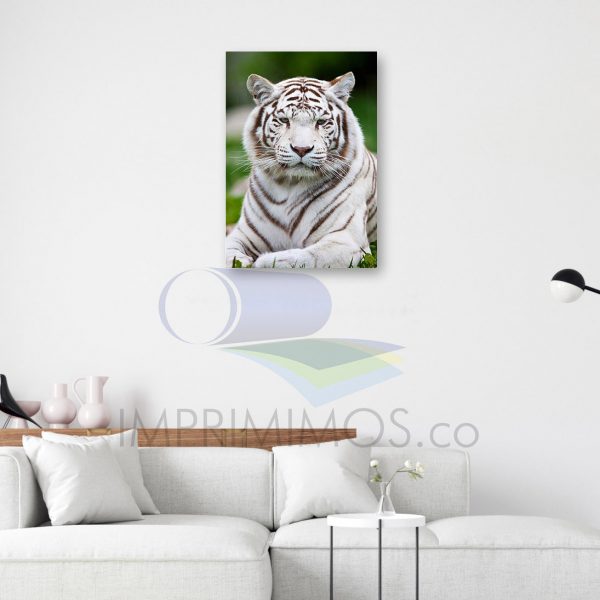 Tigre blanco 002 - Imagen 2