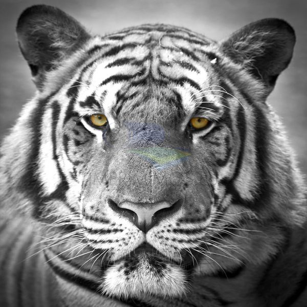 Tigre blanco y negro