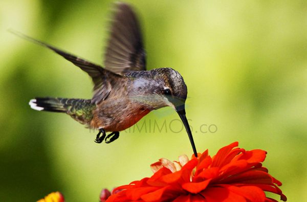 Colibrí