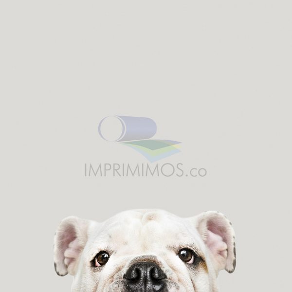 Perro 001