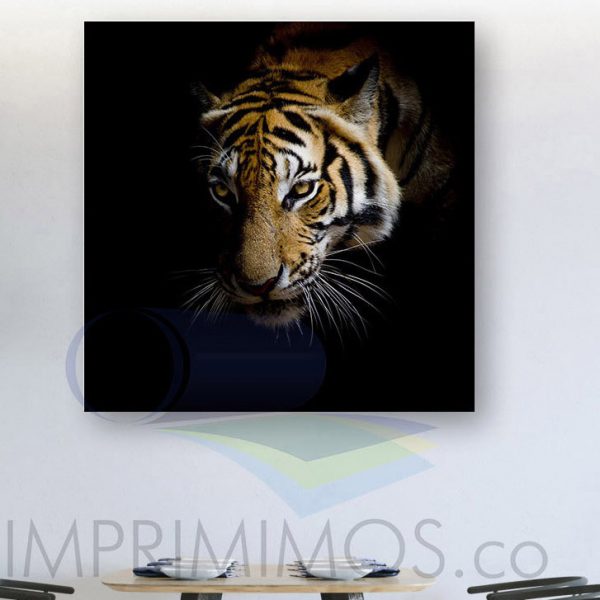 Tigre 014 - Imagen 2