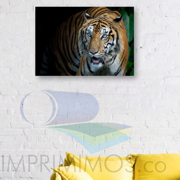 Tigre 015 - Imagen 2