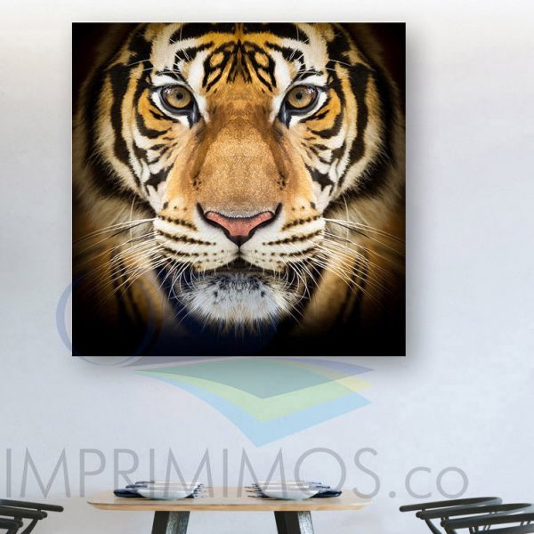 Tigre 017 - Imagen 2